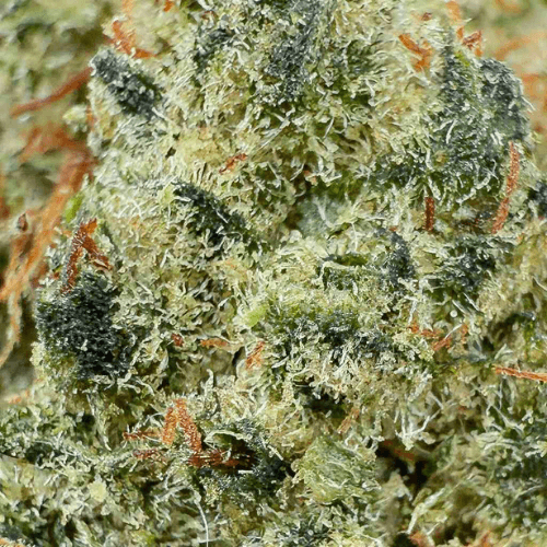 Gorilla Kush THCX 2.0 2
